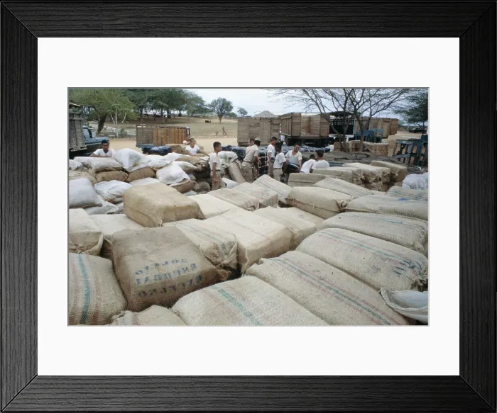 Framed Print : Cannabis Seized In Riohacha, Colombia Framed Print : Cannabis Seized In Riohacha, Colombia