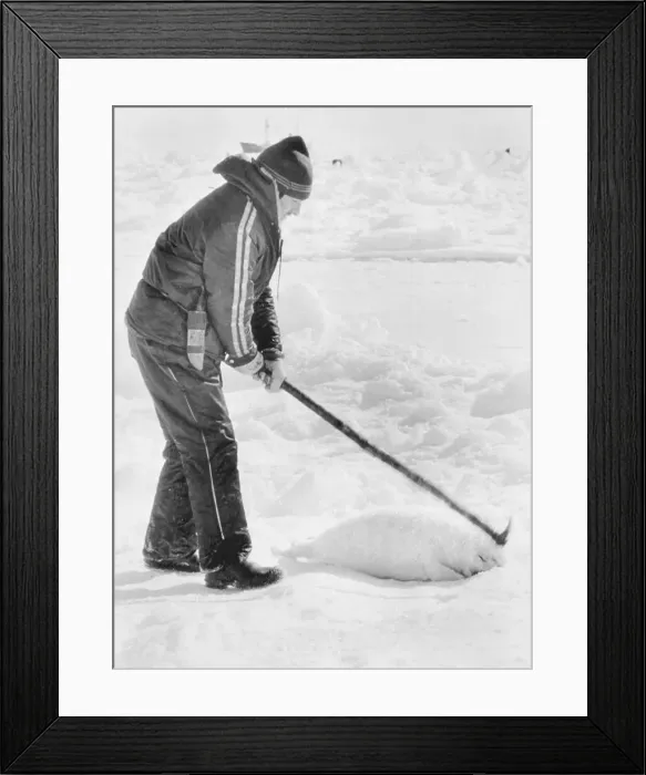 Framed Print : Sealer Taking Life of a Seal on Ice Framed Print : Sealer Taking Life of a Seal on Ice