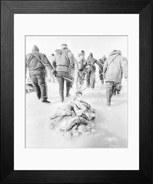 Framed Print : Sealers Dragging Seal Furs on the Ice Framed Print : Sealers Dragging Seal Furs on the Ice