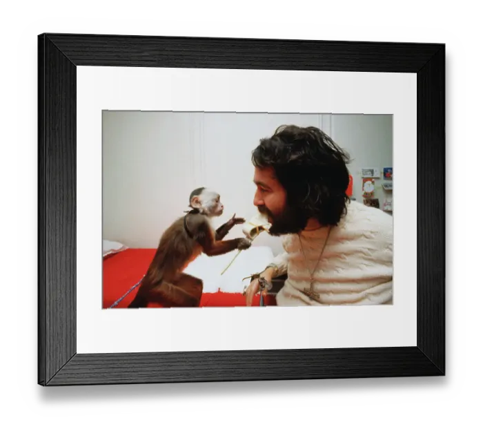 Framed Print : Monkey Feeding Paralyzed Man Framed Print : Monkey Feeding Paralyzed Man