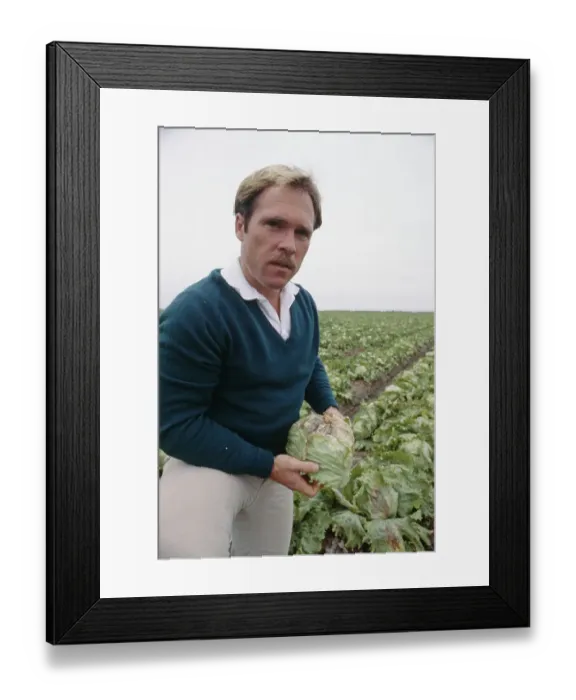 Framed Print : Lettuce Grower Examining Crop Framed Print : Lettuce Grower Examining Crop