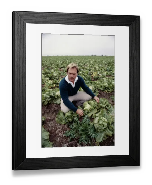 Framed Print : Lettuce Grower Examining Crop Framed Print : Lettuce Grower Examining Crop