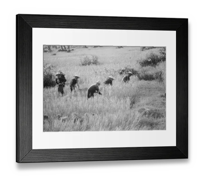 Framed Print : Women Harvesting Rice Framed Print : Women Harvesting Rice