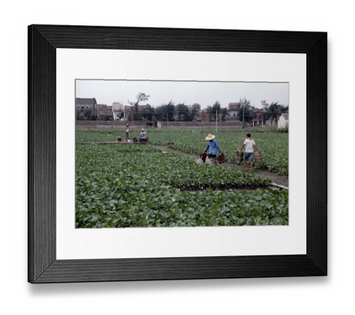 Framed Print : Farmers Watering Framed Print : Farmers Watering