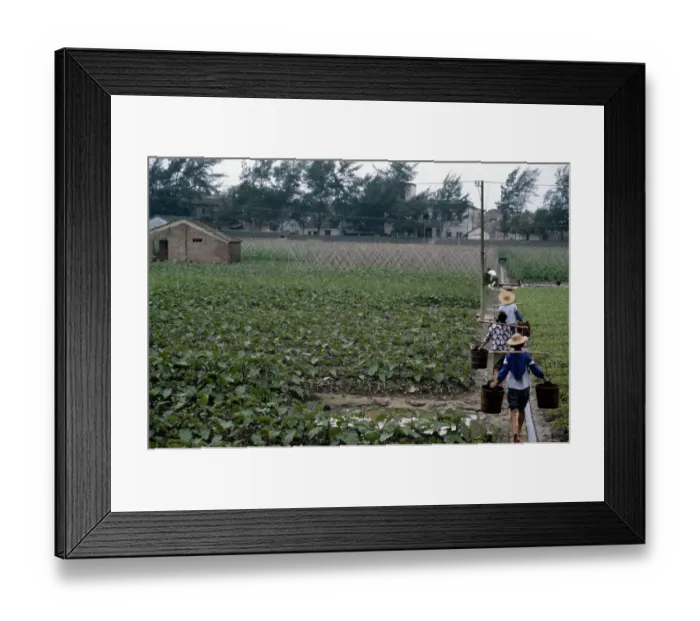 Framed Print : Farmers Watering Framed Print : Farmers Watering