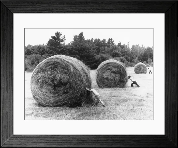 Framed Print : Boys Pushing Large Rolls of Hay Framed Print : Boys Pushing Large Rolls of Hay