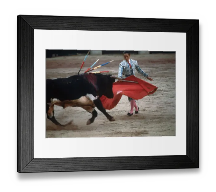 Framed Print : Maribel Atienzar Fighting Bull Framed Print : Maribel Atienzar Fighting Bull