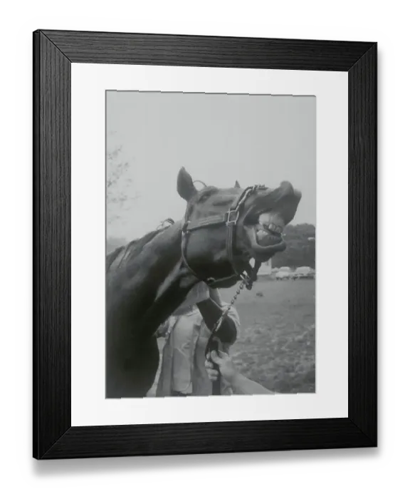Framed Print : Alydar Sneering
