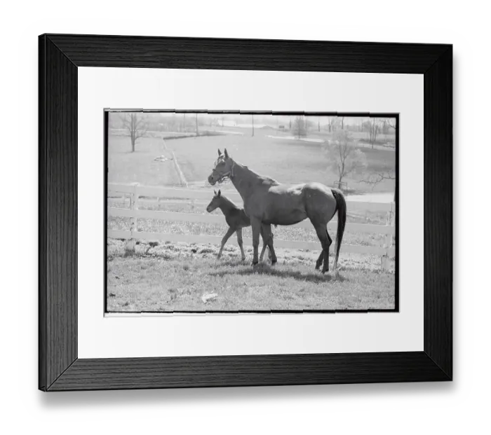 Framed Print : Mare and Foal Standing by Fence Framed Print : Mare and Foal Standing by Fence