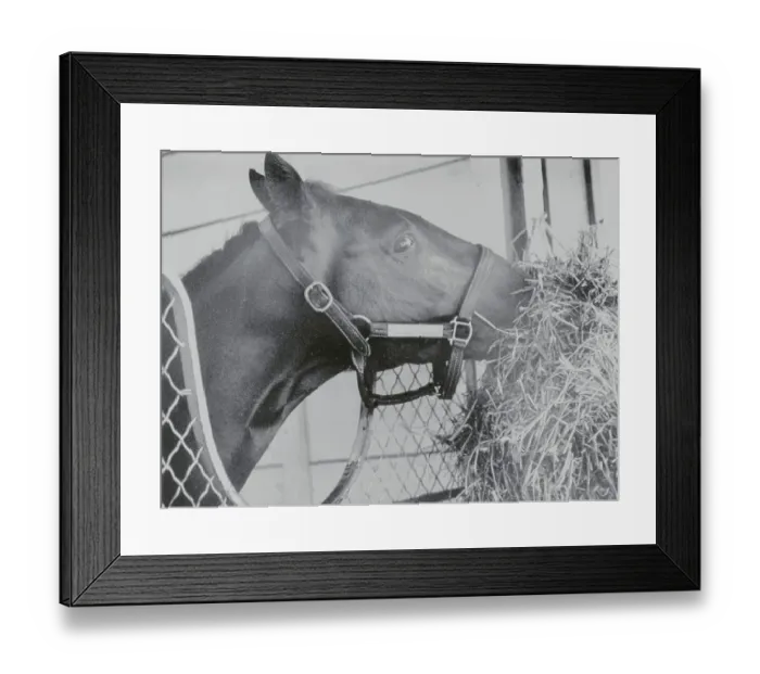 Framed Print : Horse Eating Alfalfa Framed Print : Horse Eating Alfalfa