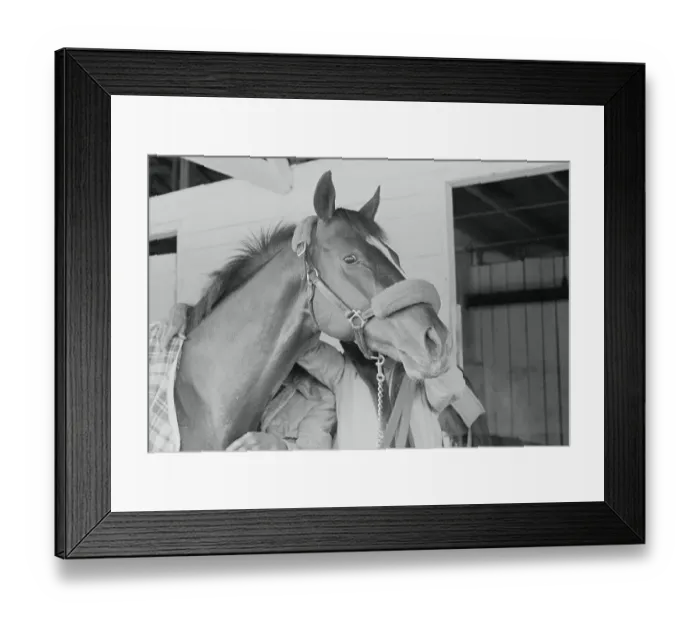 Framed Print : Racehorse Affirmed Framed Print : Racehorse Affirmed