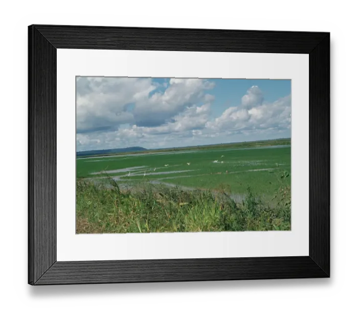 Framed Print : Rice Paddies, Brazil Framed Print : Rice Paddies, Brazil