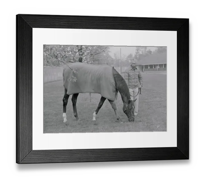 Framed Print : Alydar Eating Blue Grass Framed Print : Alydar Eating Blue Grass