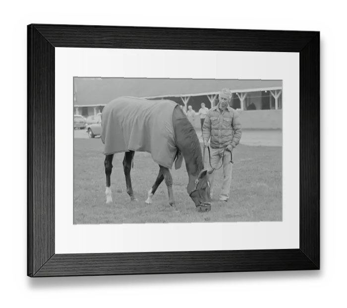Framed Print : Alydar Eating Blue Grass Framed Print : Alydar Eating Blue Grass