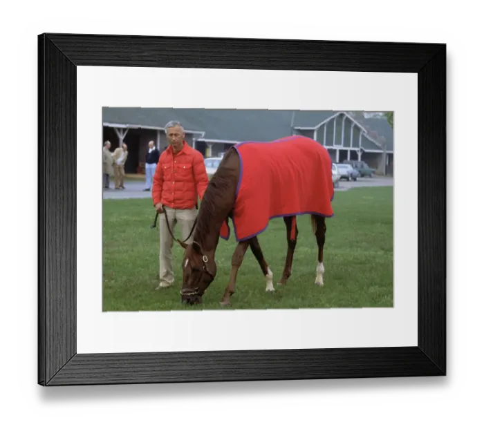 Framed Print : Horse Rider Allowing Winning Alydar to Graze Framed Print : Horse Rider Allowing Winning Alydar to Graze