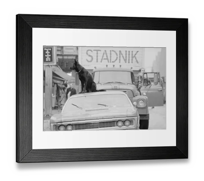 Framed Print : Dog Sitting atop a Parked Car Framed Print : Dog Sitting atop a Parked Car
