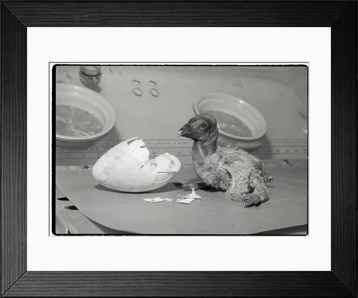 Framed Print : Newborn Andean Condor Framed Print : Newborn Andean Condor