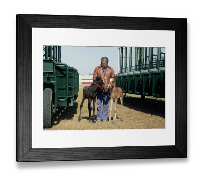 Framed Print : Man With Twin Foals Framed Print : Man With Twin Foals