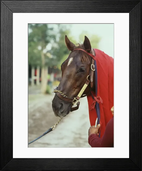 Framed Print : Race Horse Alydar Framed Print : Race Horse Alydar