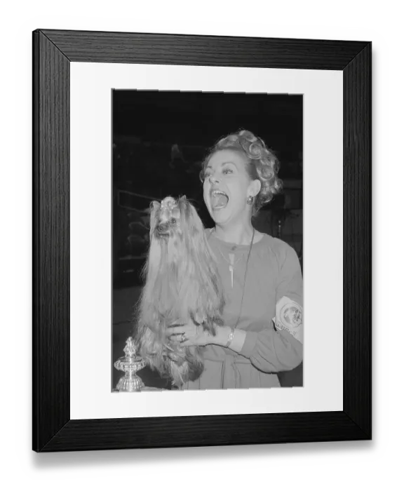 Framed Print : Yorkshire Terrier At Dog Show