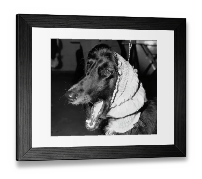 Framed Print : Poodle at Last Minute Grooming Station Framed Print : Poodle at Last Minute Grooming Station