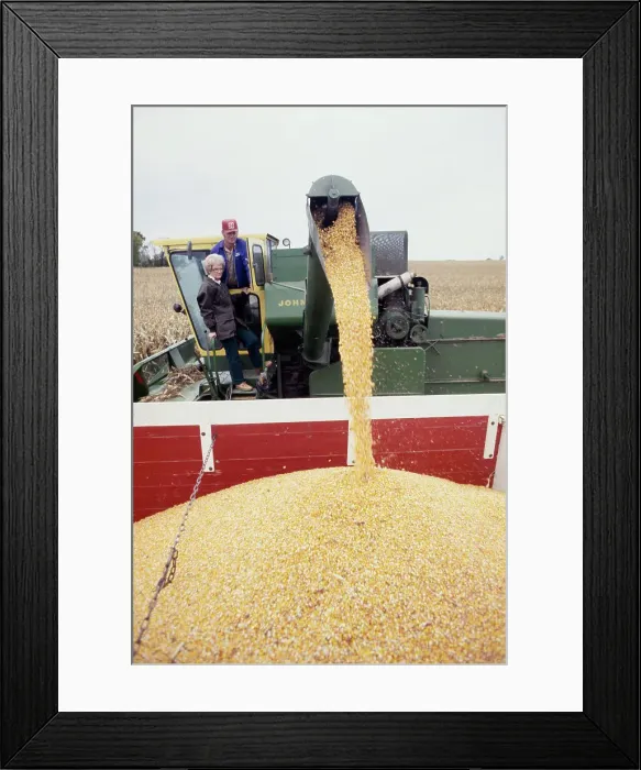 Framed Print : Corn Harvest Framed Print : Corn Harvest