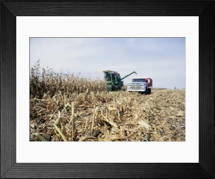 Framed Print : Corn Harvest Framed Print : Corn Harvest