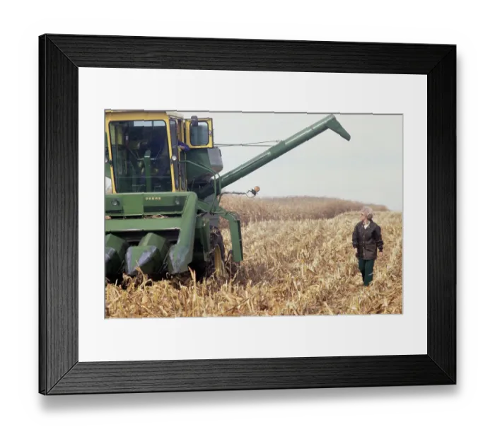 Framed Print : Corn Harvest Framed Print : Corn Harvest
