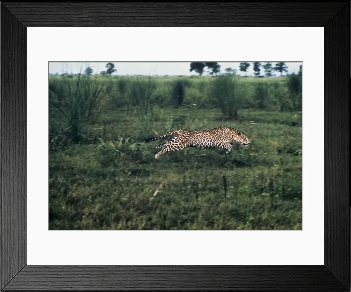 Framed Print : Leopard Harriet Framed Print : Leopard Harriet