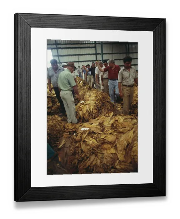 Framed Print : Tobacco Auction Framed Print : Tobacco Auction