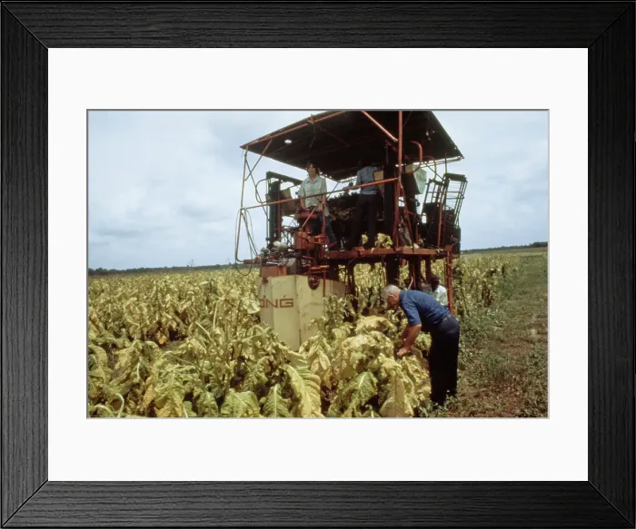 Framed Print : Tobacco Harvest Framed Print : Tobacco Harvest