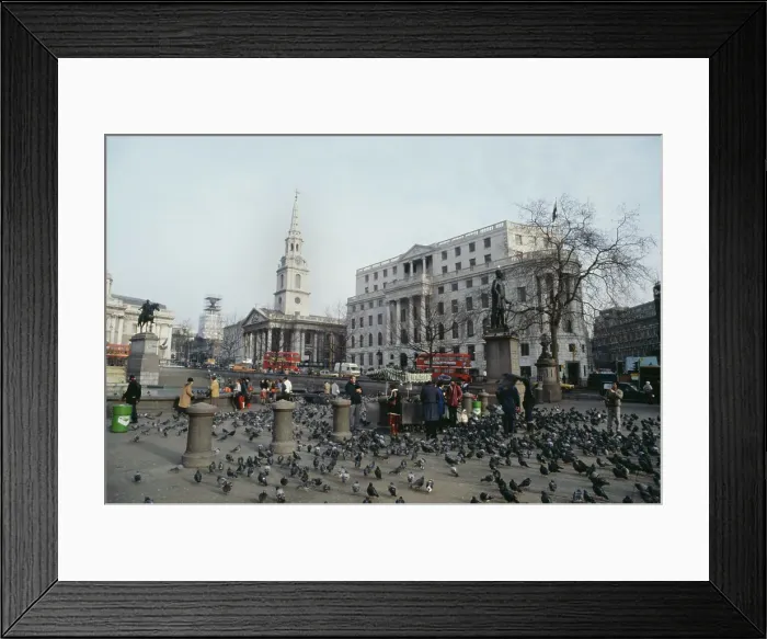 Framed Print : Pigeons In Trafalgar Square Framed Print : Pigeons In Trafalgar Square