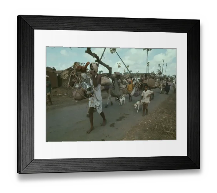 Framed Print : Cyclone Survivors Framed Print : Cyclone Survivors