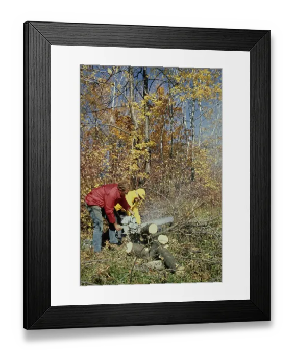 Framed Print : Cutting Wood Framed Print : Cutting Wood