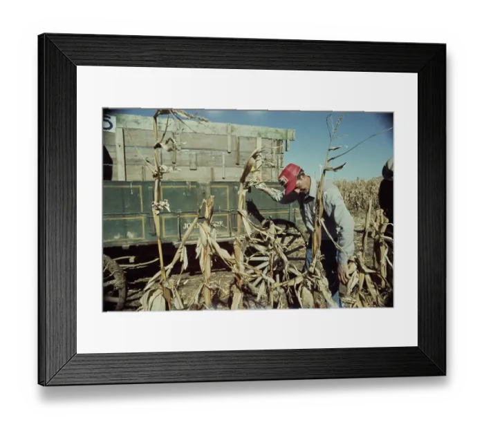 Framed Print : Corn Husk Festival Framed Print : Corn Husk Festival