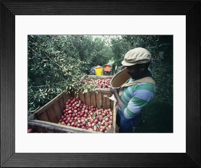 Framed Print : Apple Harvest Framed Print : Apple Harvest