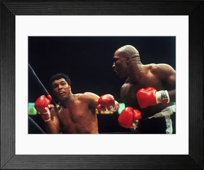 Framed Print : Muhammad Ali and Earnie Shavers During Bout Framed Print : Muhammad Ali and Earnie Shavers During Bout