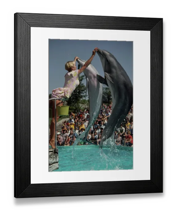 Framed Print : Jumping Dolphins Framed Print : Jumping Dolphins