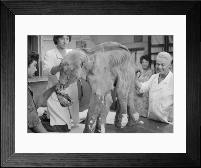 Framed Print : People Examining Frozen Baby Mammoth Framed Print : People Examining Frozen Baby Mammoth