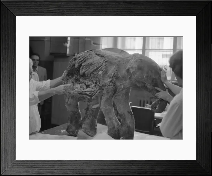 Framed Print : People Examining Frozen Baby Mammoth Framed Print : People Examining Frozen Baby Mammoth