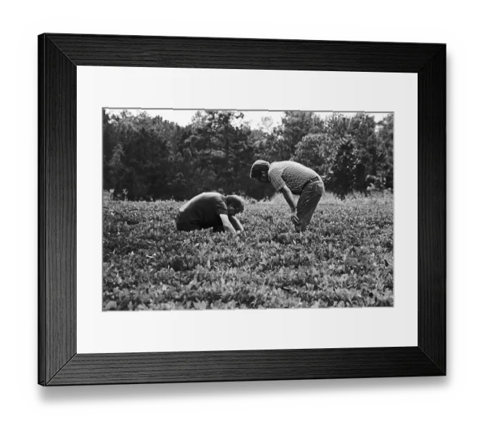 Framed Print : President Jimmy Carter Crouches in Peanut Patch Framed Print : President Jimmy Carter Crouches in Peanut Patch