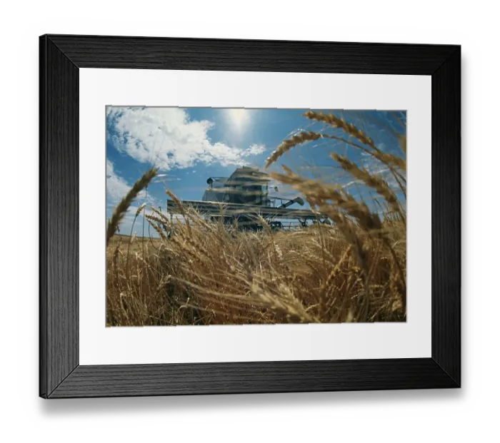 Framed Print : Wheat Harvest In Colorado Framed Print : Wheat Harvest In Colorado