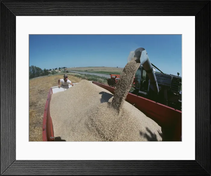 Framed Print : Wheat Harvest In Colorado Framed Print : Wheat Harvest In Colorado