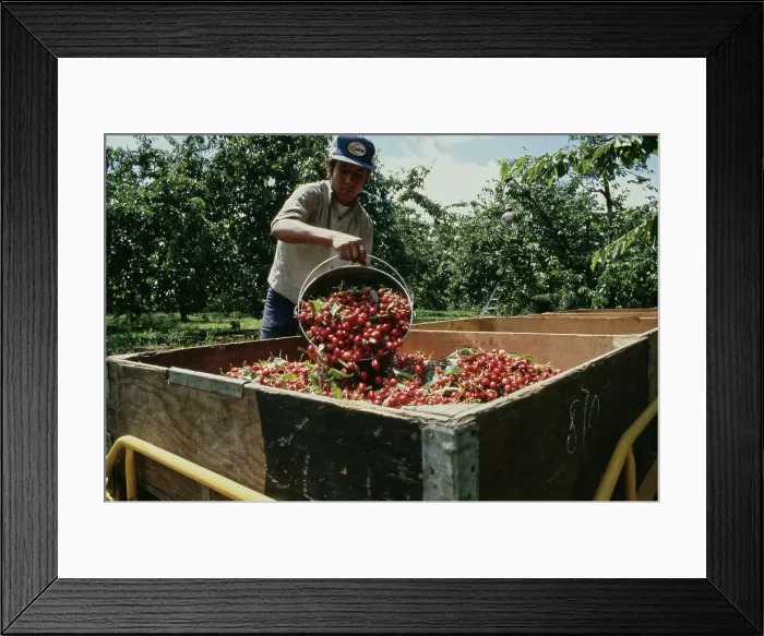 Framed Print : Cherry Harvest Framed Print : Cherry Harvest