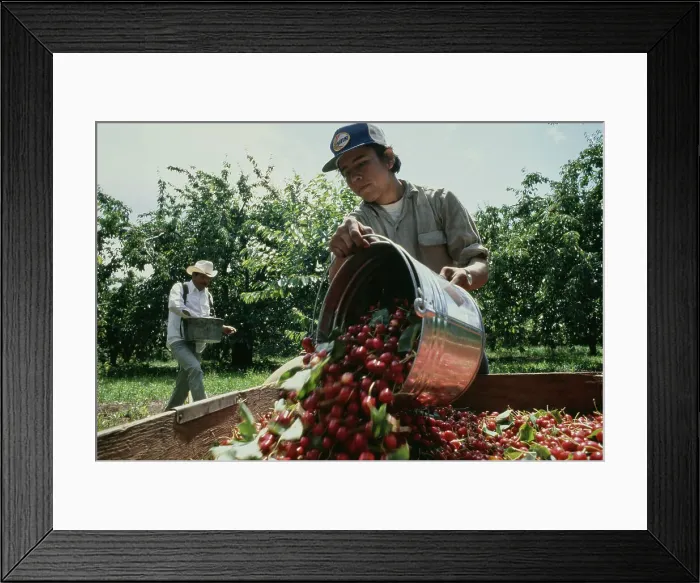 Framed Print : Cherry Harvest Framed Print : Cherry Harvest