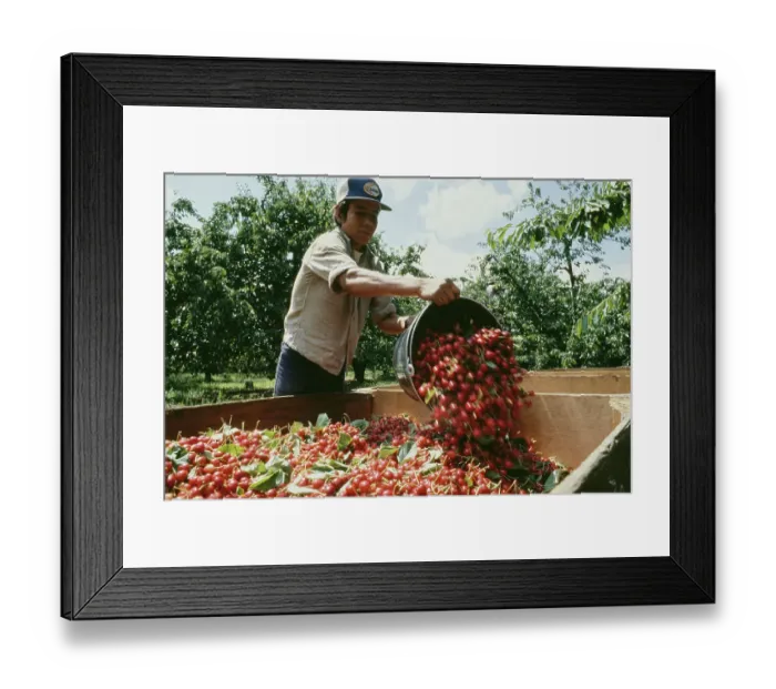 Framed Print : Cherry Harvest Framed Print : Cherry Harvest
