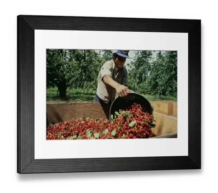 Framed Print : Cherry Harvest