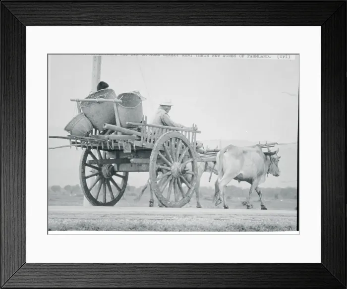 Framed Print : Thai Man Driving Ox Cart Framed Print : Thai Man Driving Ox Cart
