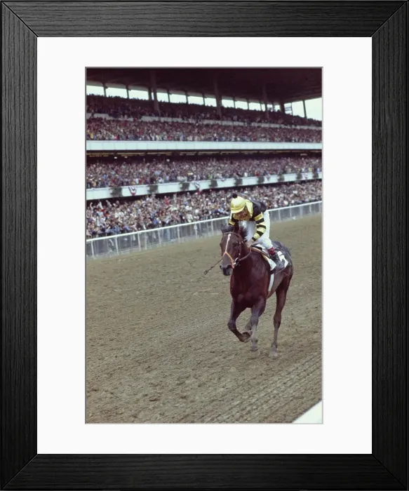 Framed Print : Seattle Slew Winning Belmont Stakes Framed Print : Seattle Slew Winning Belmont Stakes