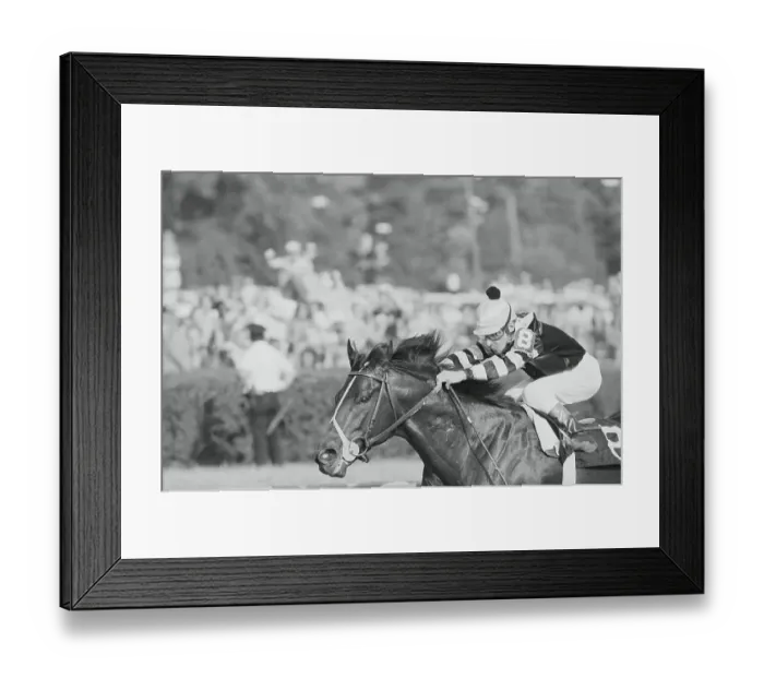Framed Print : Jean Cruguet Riding Seattle Slew in Belmont Stakes Framed Print : Jean Cruguet Riding Seattle Slew in Belmont Stakes